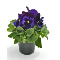 VIOLA wittrockiana INSPIRE - Blue Velvet