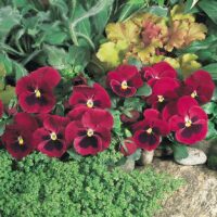 VIOLA wittrockiana INSPIRE - Carmine Blotch