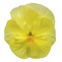 VIOLA wittrockiana INSPIRE - Lemon