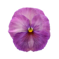 VIOLA wittrockiana INSPIRE - Lavender Shades