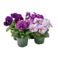 VIOLA wittrockiana INSPIRE - Lavender Shades