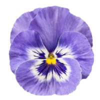 VIOLA wittrockiana INSPIRE - Marina