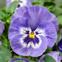 VIOLA wittrockiana INSPIRE - Marina