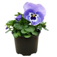 VIOLA wittrockiana INSPIRE - Marina