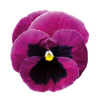 VIOLA wittrockiana INSPIRE - Pink Shades