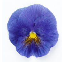 VIOLA wittrockiana INSPIRE - True Blue