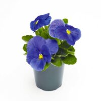 VIOLA wittrockiana INSPIRE - True Blue