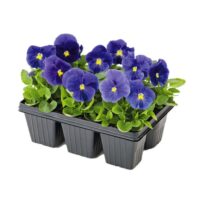 VIOLA wittrockiana INSPIRE - True Blue