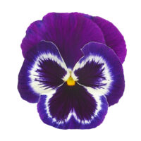 VIOLA wittrockiana INSPIRE - Violet Face