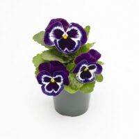 VIOLA wittrockiana INSPIRE - Violet Face