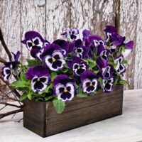 VIOLA wittrockiana INSPIRE - Violet Face