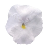 VIOLA wittrockiana INSPIRE - White