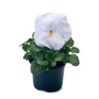 VIOLA wittrockiana INSPIRE - White