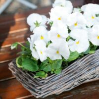 VIOLA wittrockiana INSPIRE - White