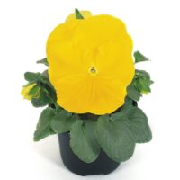 VIOLA wittrockiana INSPIRE - Yellow