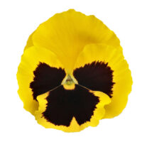 VIOLA wittrockiana INSPIRE - Yellow Blotch