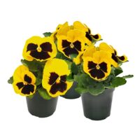 VIOLA wittrockiana INSPIRE - Yellow Blotch