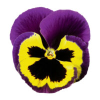 VIOLA wittrockiana INSPIRE - Yellow Purple Wing