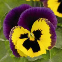 VIOLA wittrockiana INSPIRE - Yellow Purple Wing