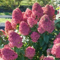 HYDRANGEA paniculata - Quick Fire Fab