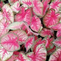 CALADIUM - Radiance