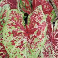 CALADIUM - Raspberry Moon