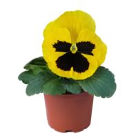 VIOLA wittrockiana SELECT - Golden Blotch (early)