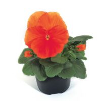 VIOLA wittrockiana SELECT - Orange