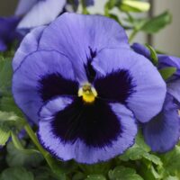 VIOLA wittrockiana SELECT - Ocean Shades