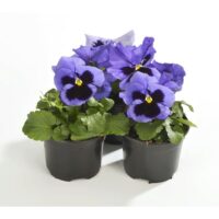 VIOLA wittrockiana SELECT - Ocean Shades