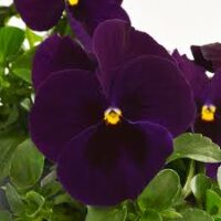 VIOLA wittrockiana SELECT - Purple