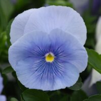 VIOLA wittrockiana SELECT - Silver Azur