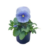 VIOLA wittrockiana SELECT - Silver Azur