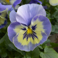 VIOLA wittrockiana SELECT - Vanilla Sky