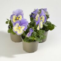 VIOLA wittrockiana SELECT - Vanilla Sky