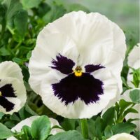 VIOLA wittrockiana SELECT - White Blotch