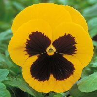 VIOLA wittrockiana SELECT - Yellow Blotch (late)