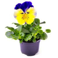 VIOLA wittrockiana SELECT - Yellow Blue Wing