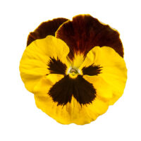 VIOLA wittrockiana SELECT - Yellow Red Wing