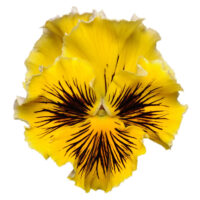 VIOLA wittrockiana FRIZZLE SIZZLE - Yellow