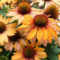 ECHINACEA PRIMA - Ginger