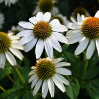 ECHINACEA CORNETTO - Coco