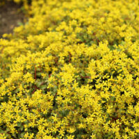 SEDUM ROCK N - Low Yellow Brick Road