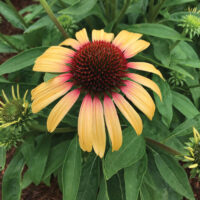 ECHINACEA - Strawberry Mango