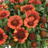 GAILLARDIA GUSTO - Paprika