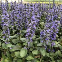 AJUGA - Catlans Giant