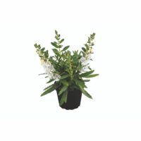 ANGELONIA - Carrara