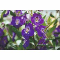 ANGELONIA - Blue Improved