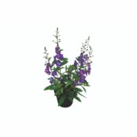 ANGELONIA - Blue Improved