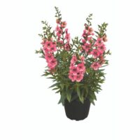 ANGELONIA - Pink 2024